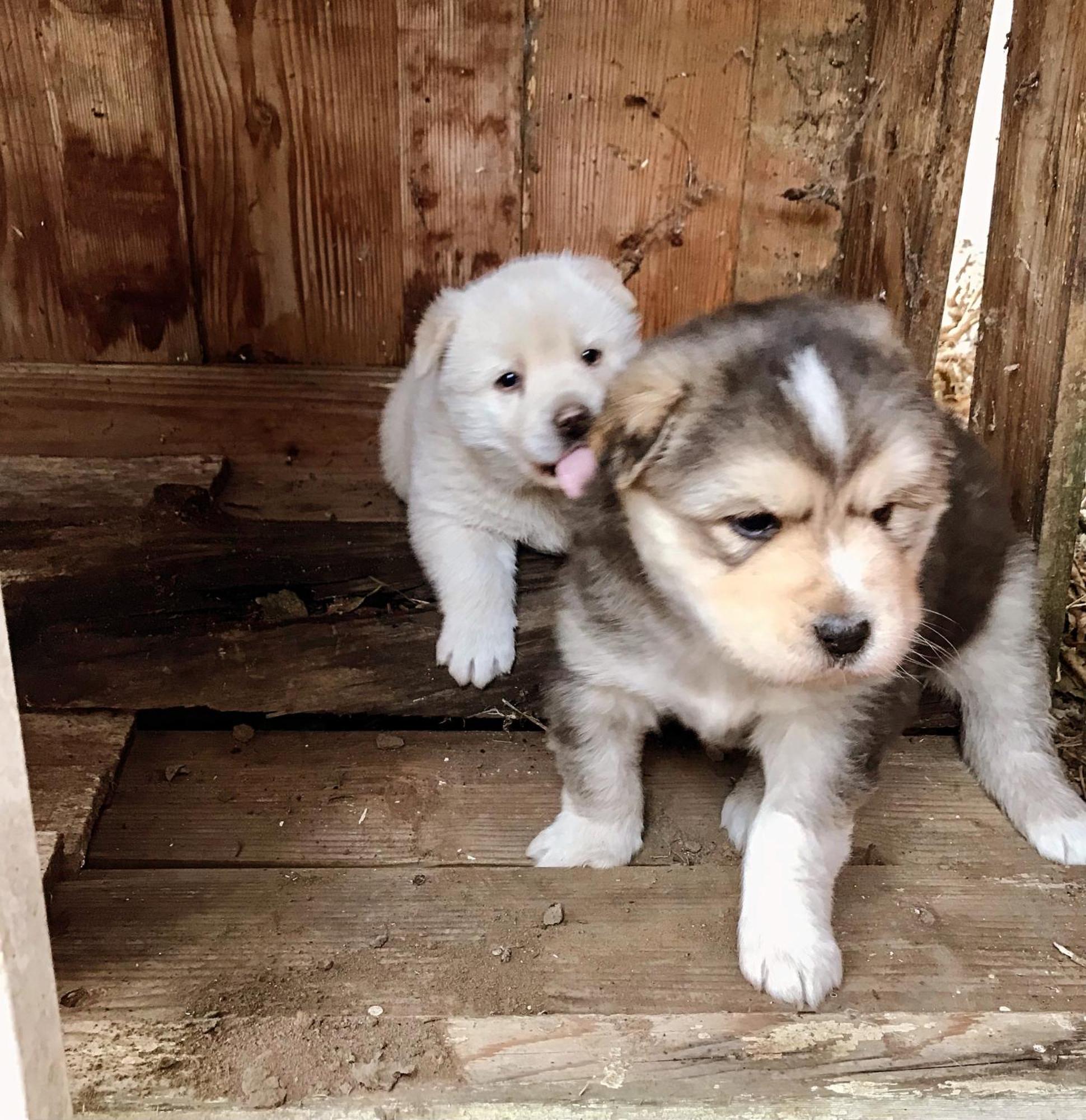 Etno Kuca Deram Villa Mokrin Dış mekan fotoğraf