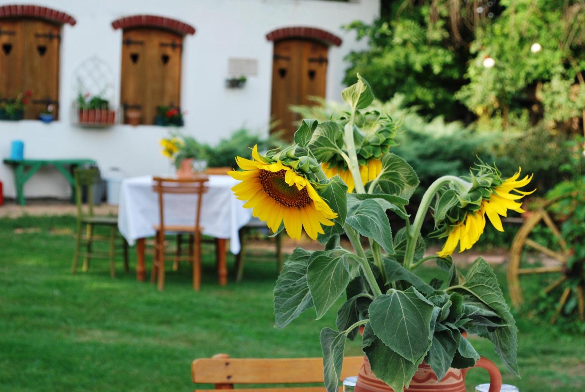 Etno Kuca Deram Villa Mokrin Dış mekan fotoğraf